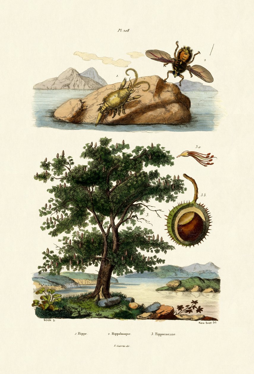 Bait Bug, 1833-39 alkotó: French School