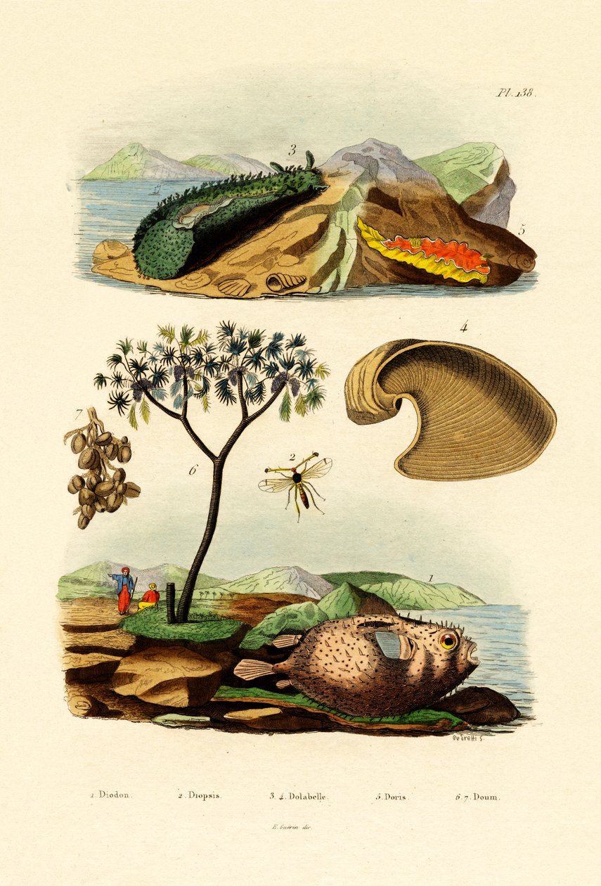 Balloonfish, 1833-39 alkotó: French School