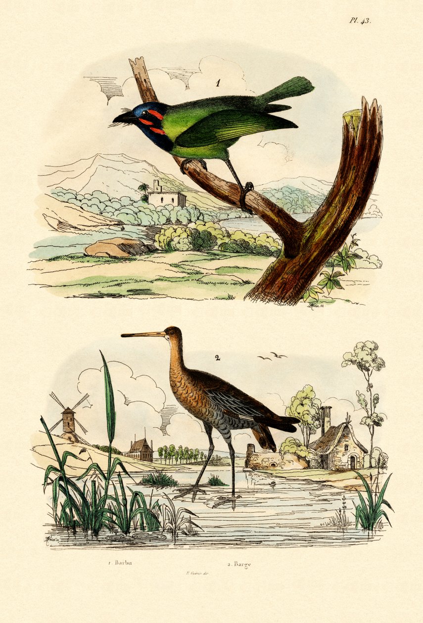 Barbet, 1833-39 alkotó: French School
