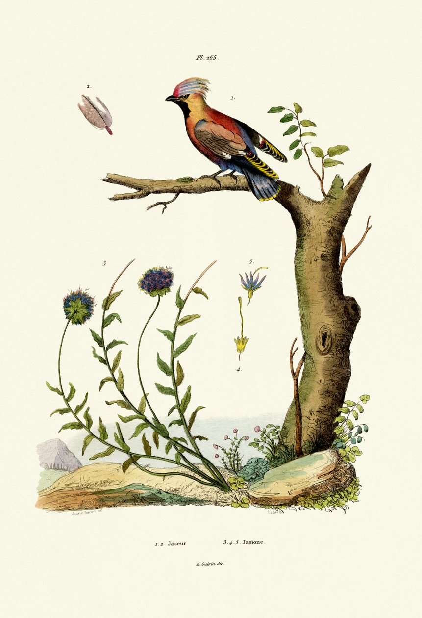 Bohém viaszszárny, 1833-39 alkotó: French School