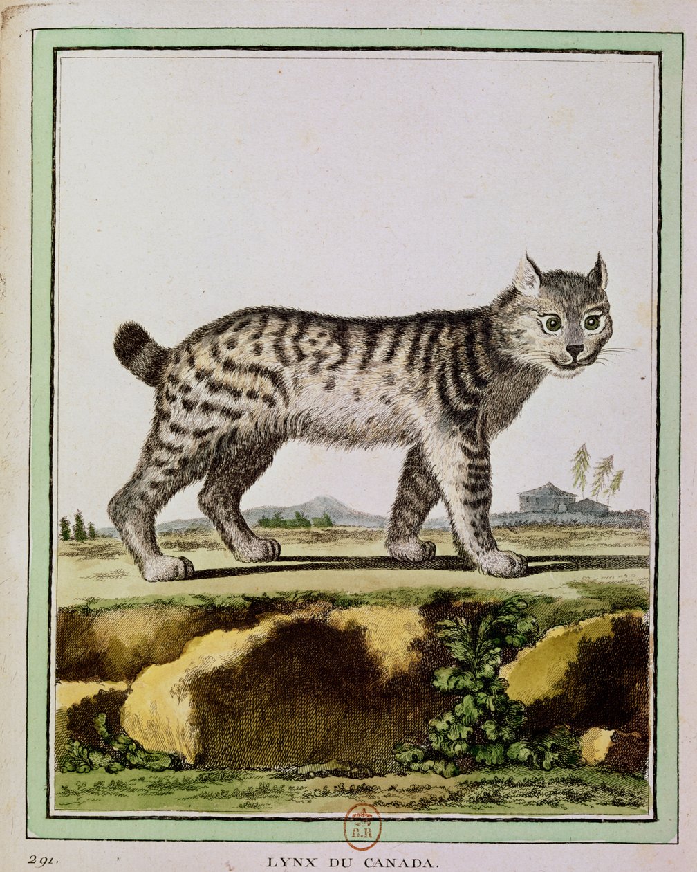 Kanadai hiúz (Lynx Canadensis) alkotó: French School