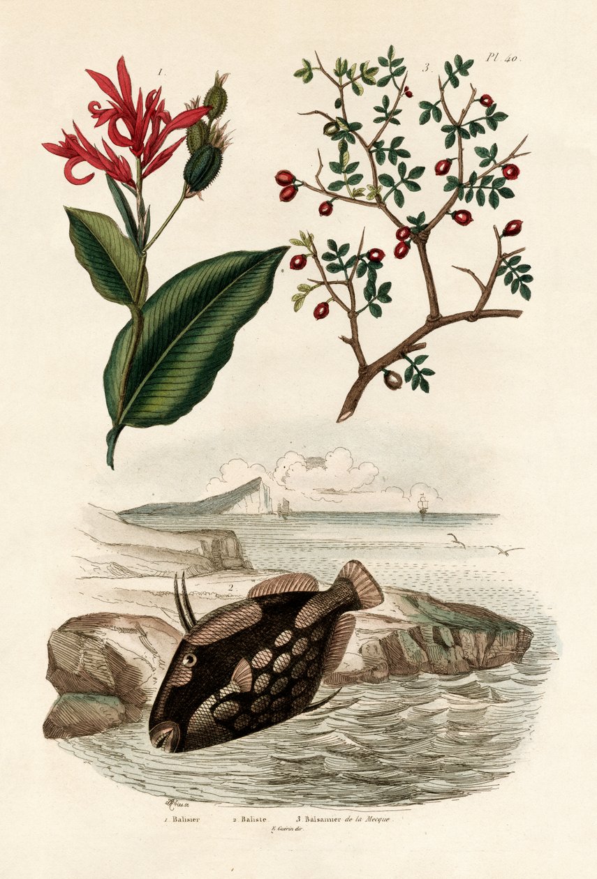 Canna, 1833-39 alkotó: French School