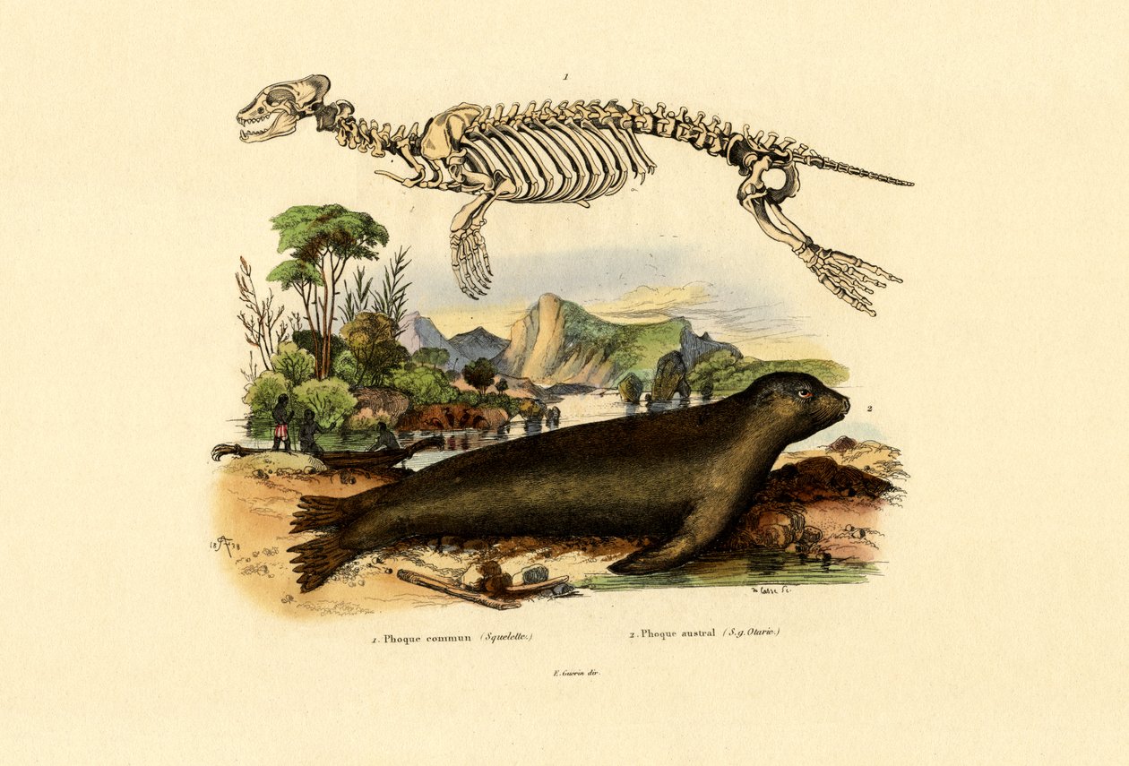 Cape Fur Seal, 1833-39 alkotó: French School