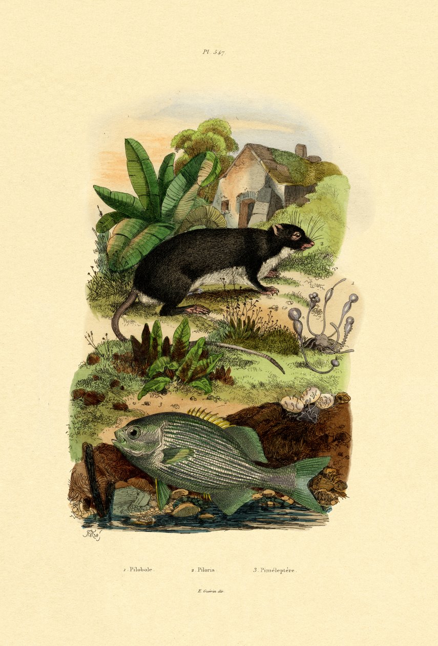 Chub, 1833-39 alkotó: French School