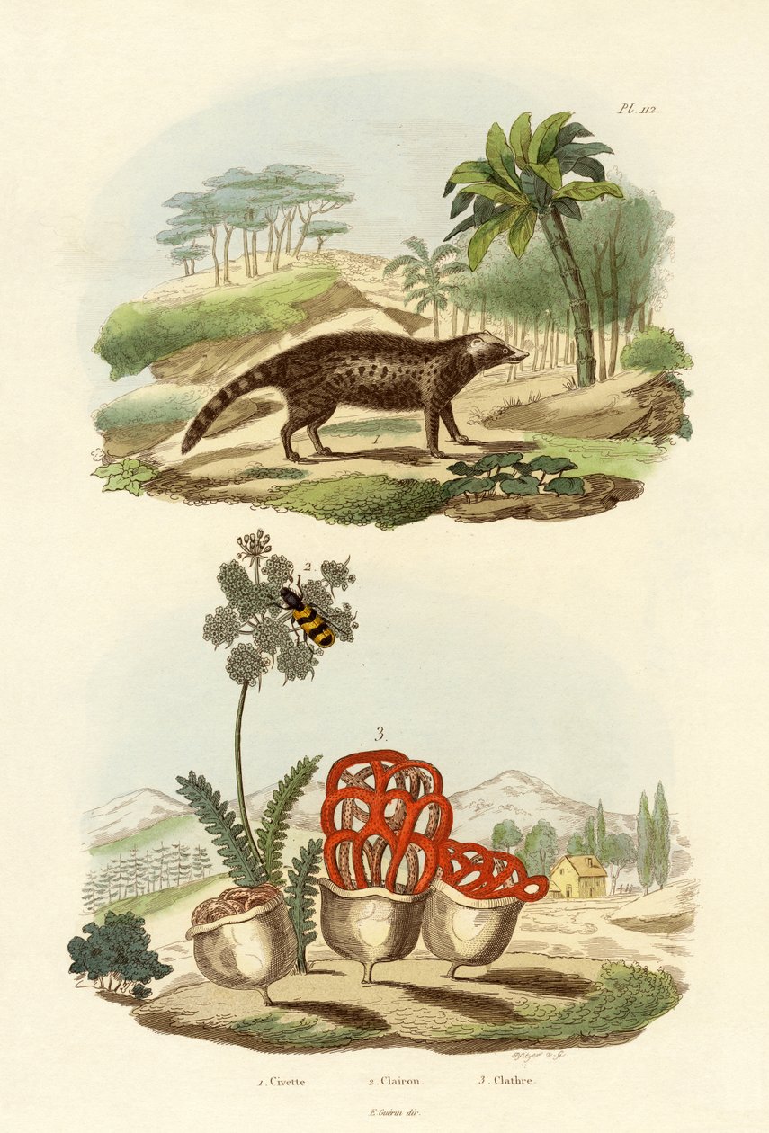 Civet, 1833-39 alkotó: French School