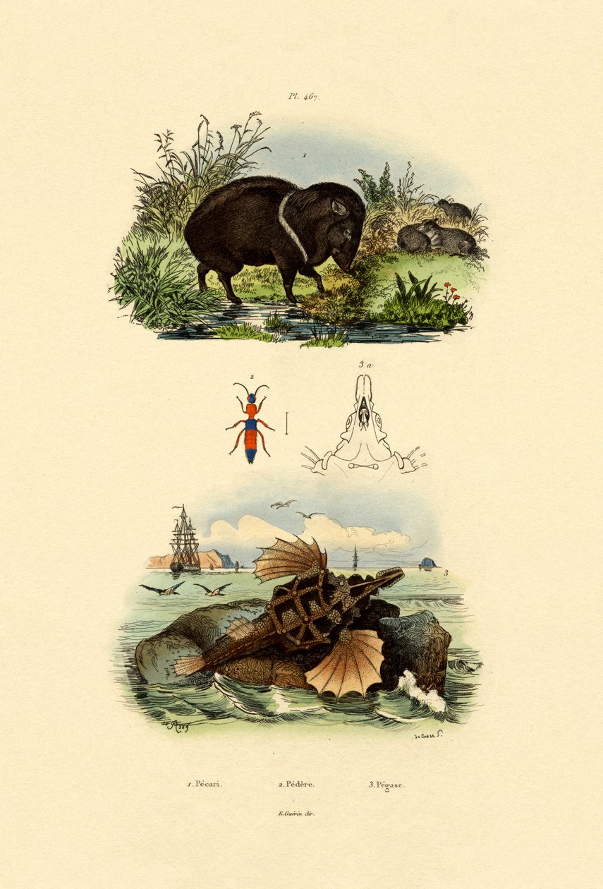 Galléros peka, 1833-39 alkotó: French School