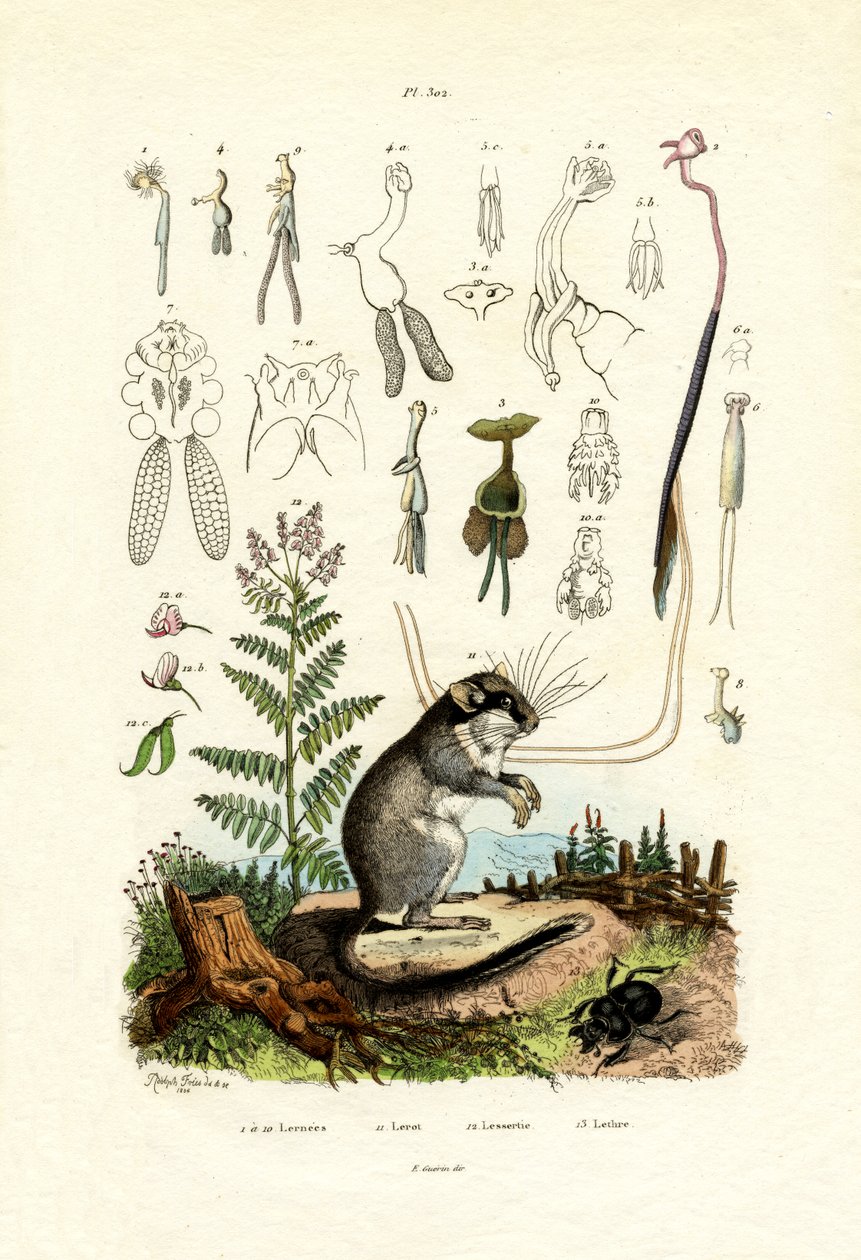 Copepods, 1833-39 alkotó: French School