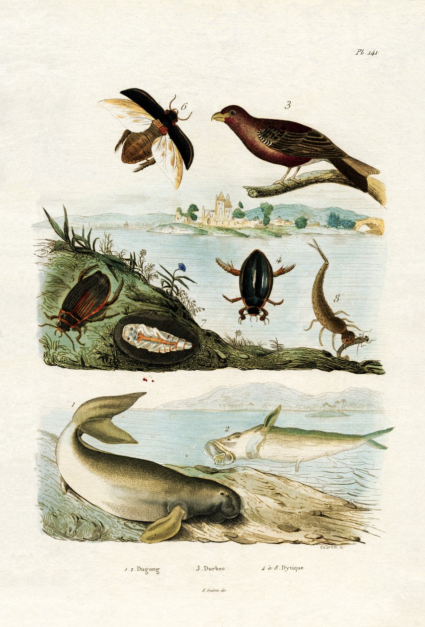 Dugong, 1833-39 alkotó: French School
