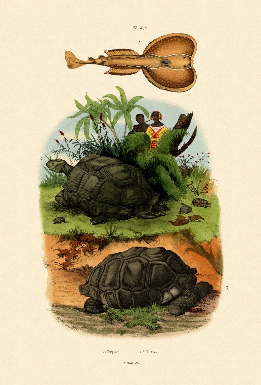 Electric Ray, 1833-39 alkotó: French School