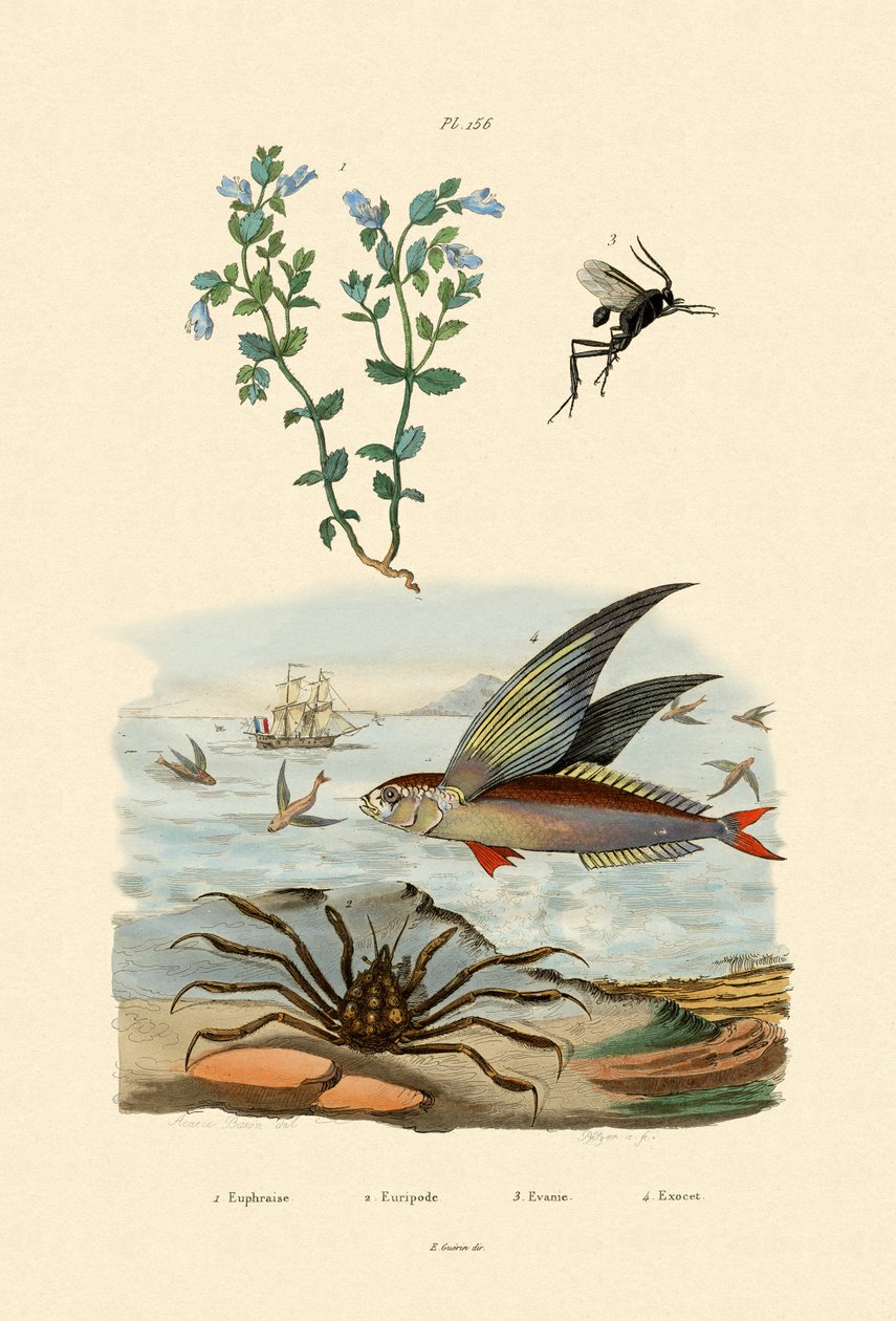 Eyebright, 1833-39 alkotó: French School