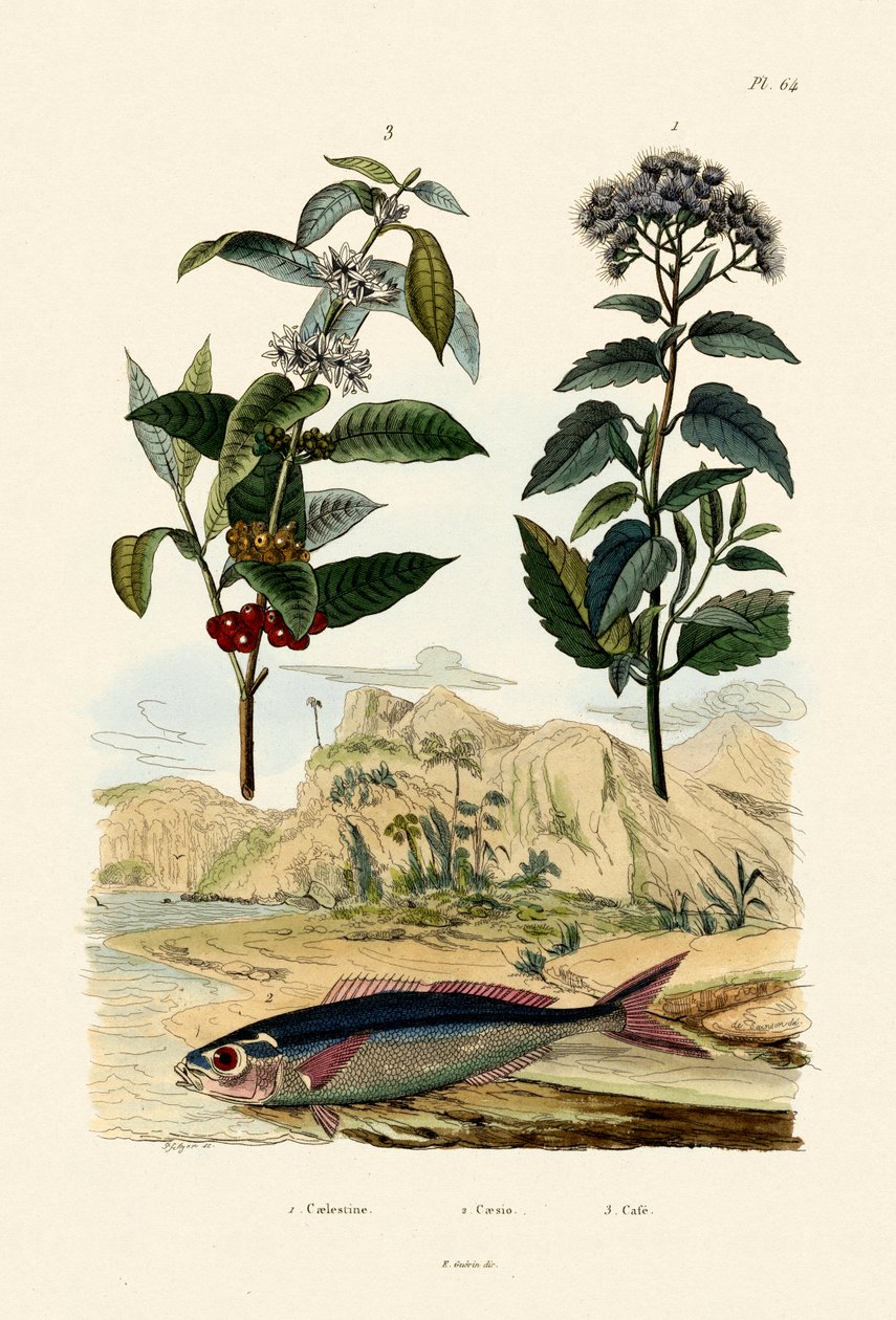 Fusilier, 1833-39 alkotó: French School