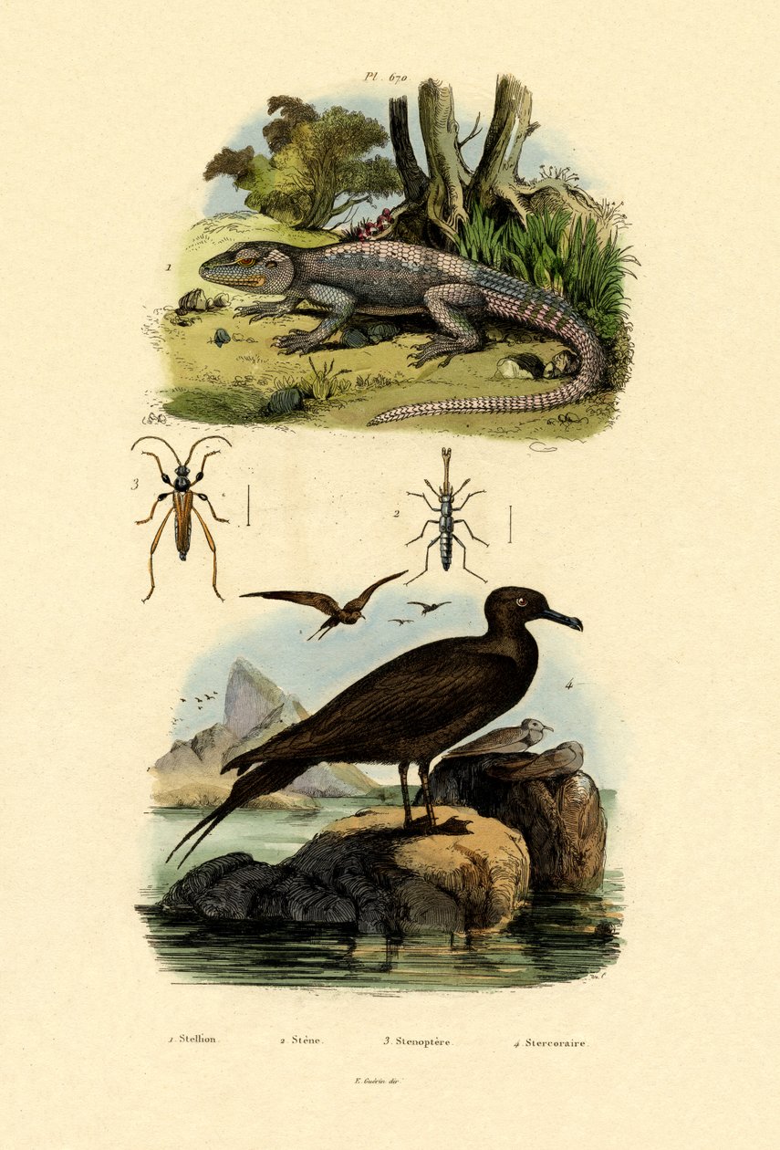 Nagy-Skua, 1833-39 alkotó: French School