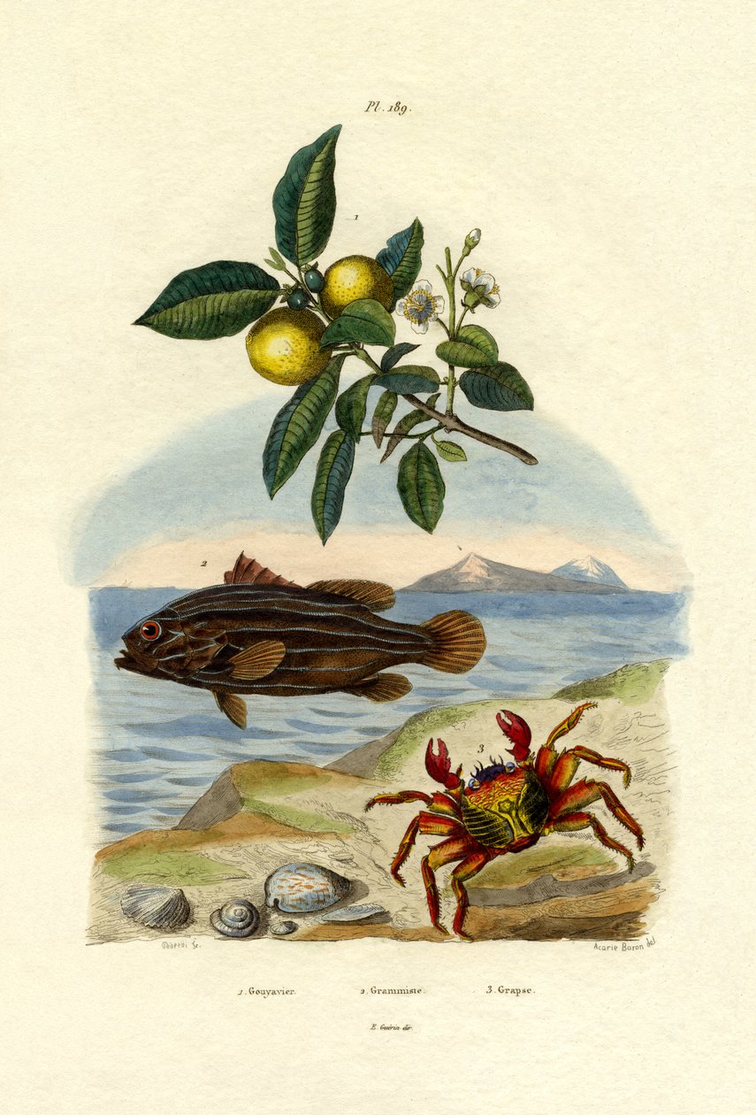 Guava, 1833-39 alkotó: French School