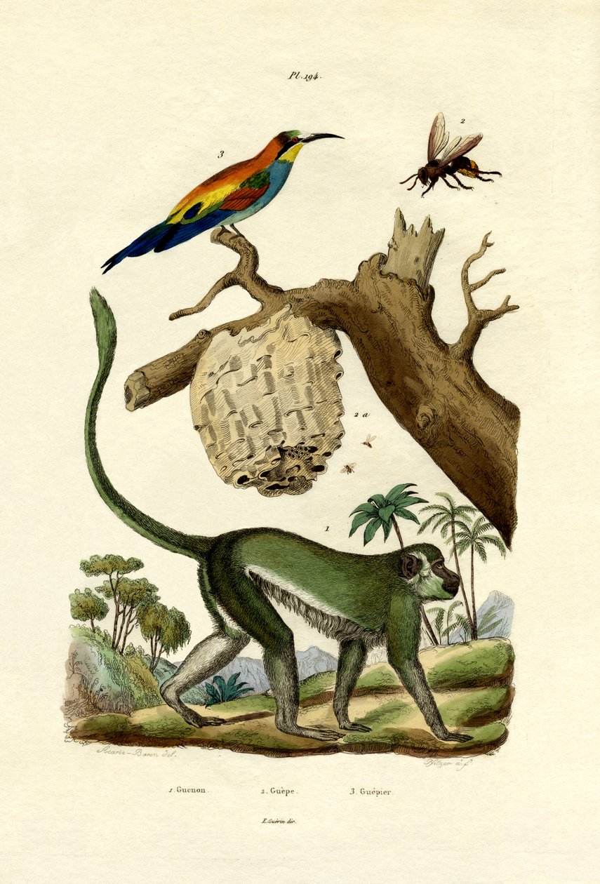 Guenon, 1833-39 alkotó: French School