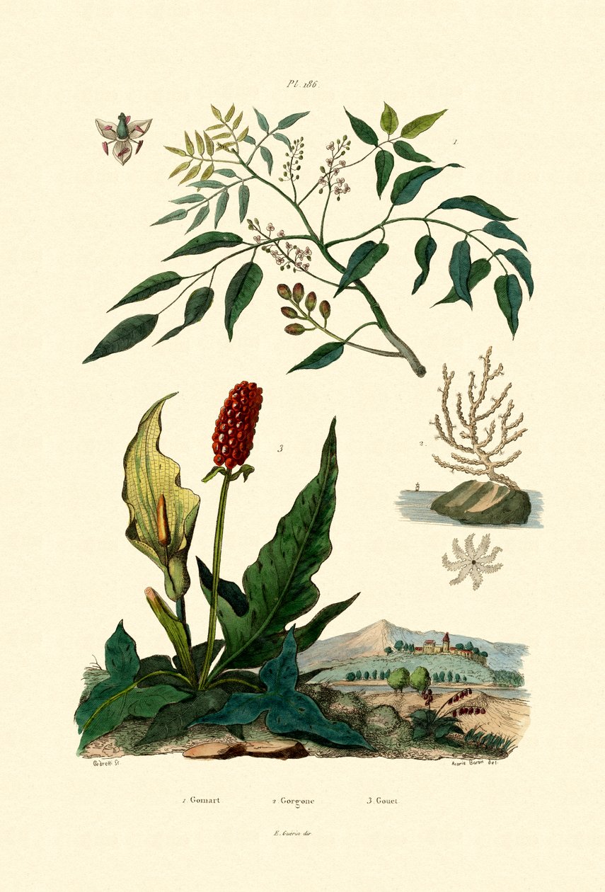 Gumbo Limbo, 1833-39 alkotó: French School