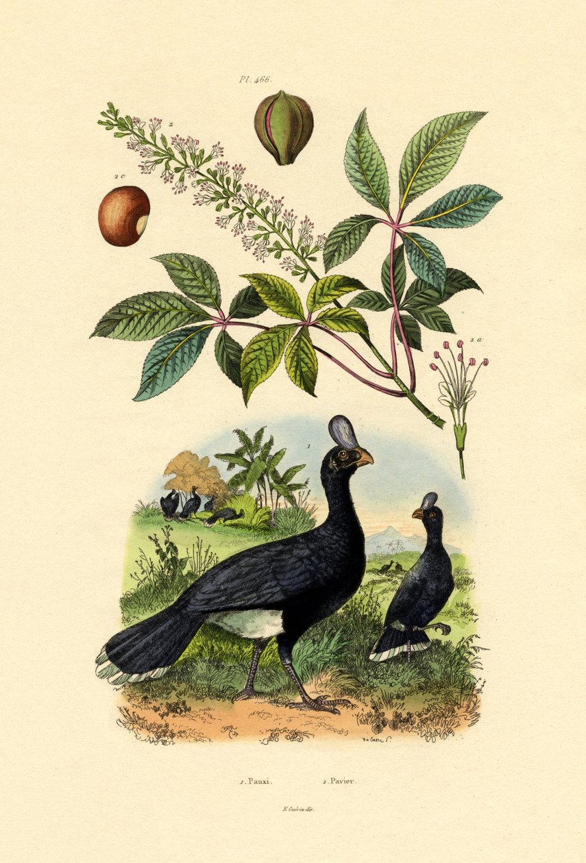 Sisakos Curassow, 1833-39 alkotó: French School