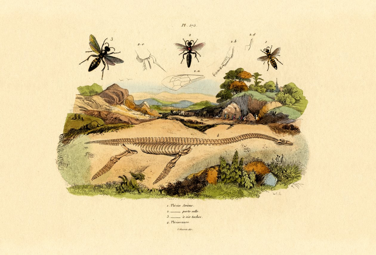 Hornet, 1833-39 alkotó: French School