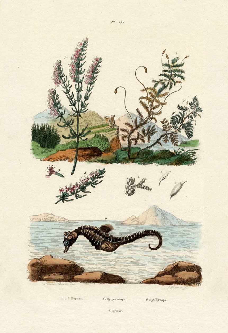Hypnean, 1833-39 alkotó: French School