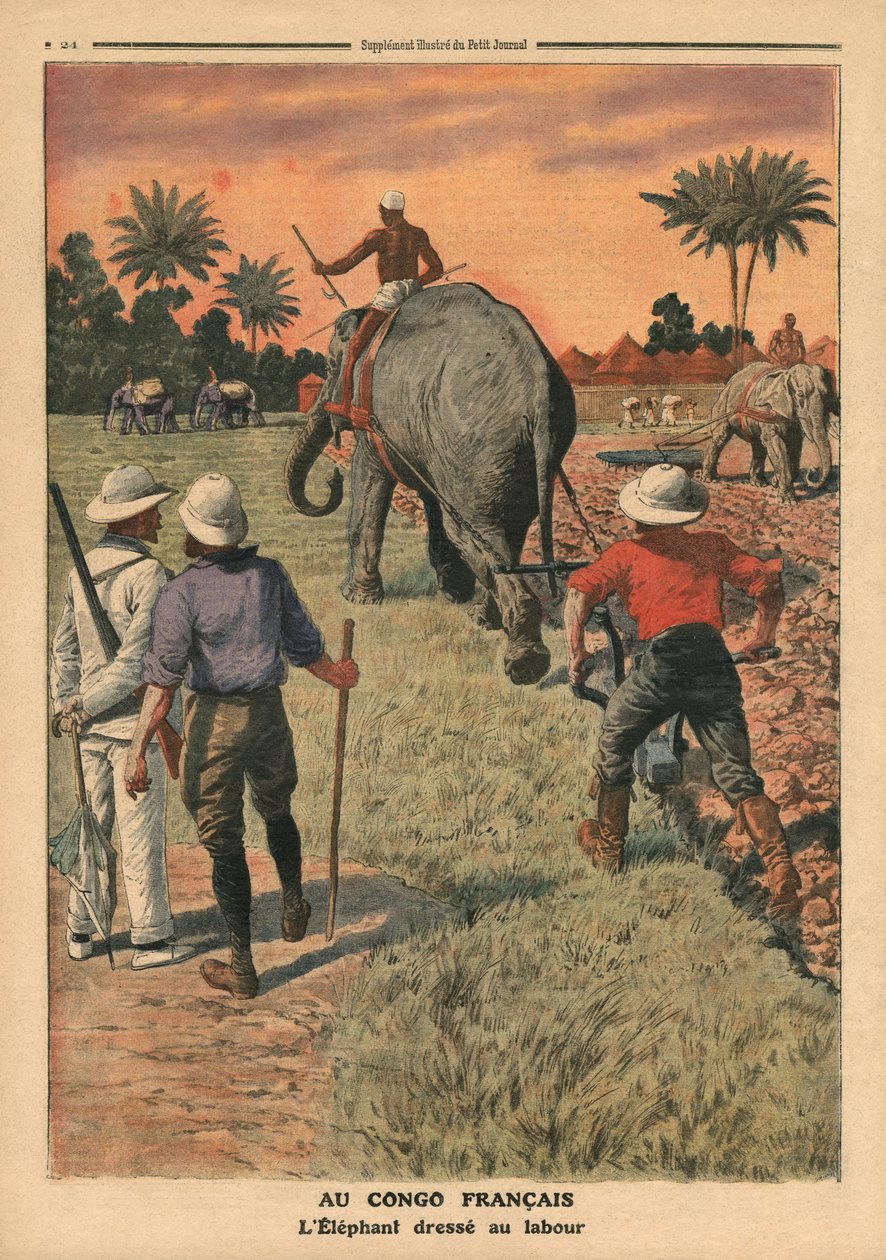 Francia-Kongóban szántásra betanított elefánt, illusztráció a „Le Petit Journal”-ból, illustre melléklet, 1911. január 15. alkotó: French School