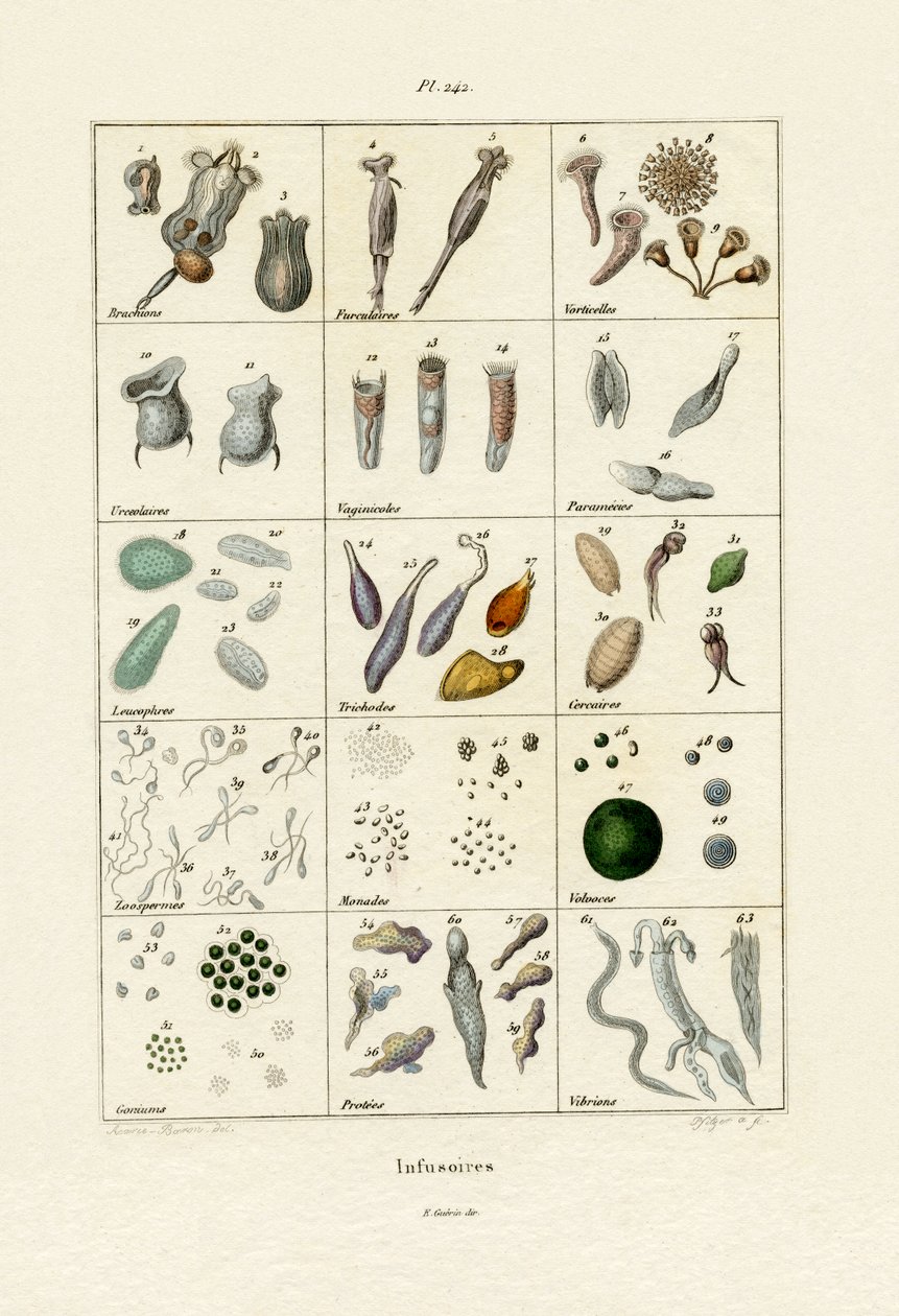 Infusoria, 1833-39 alkotó: French School