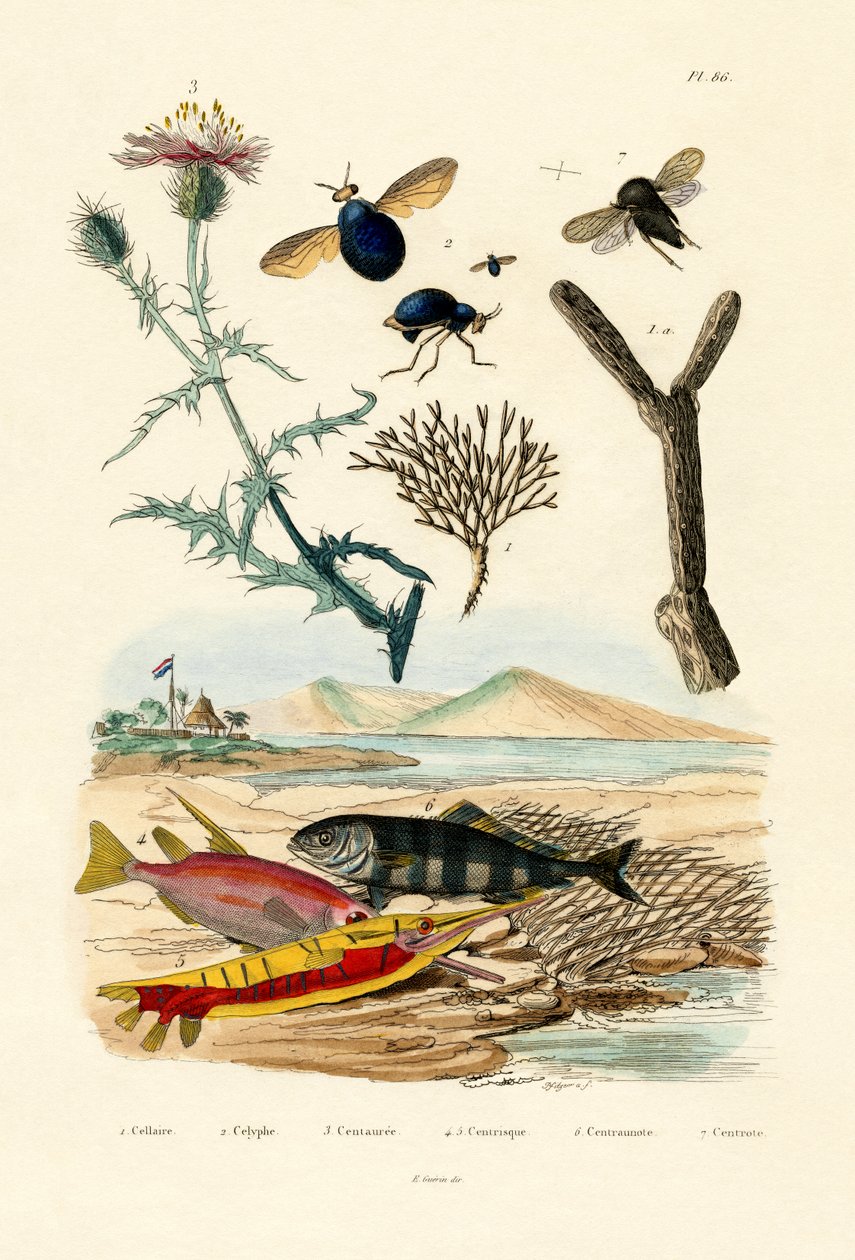 Knappweed, 1833-39 alkotó: French School