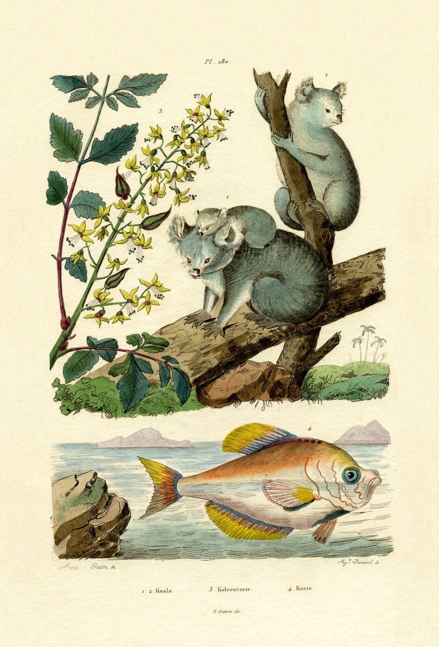 Koala, 1833-39 alkotó: French School