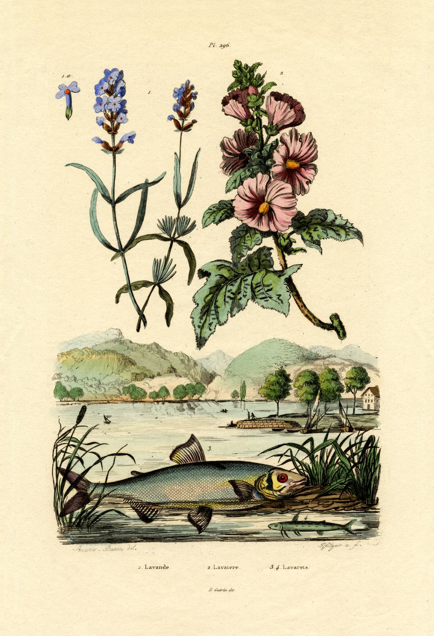 Levendula, 1833-39 alkotó: French School
