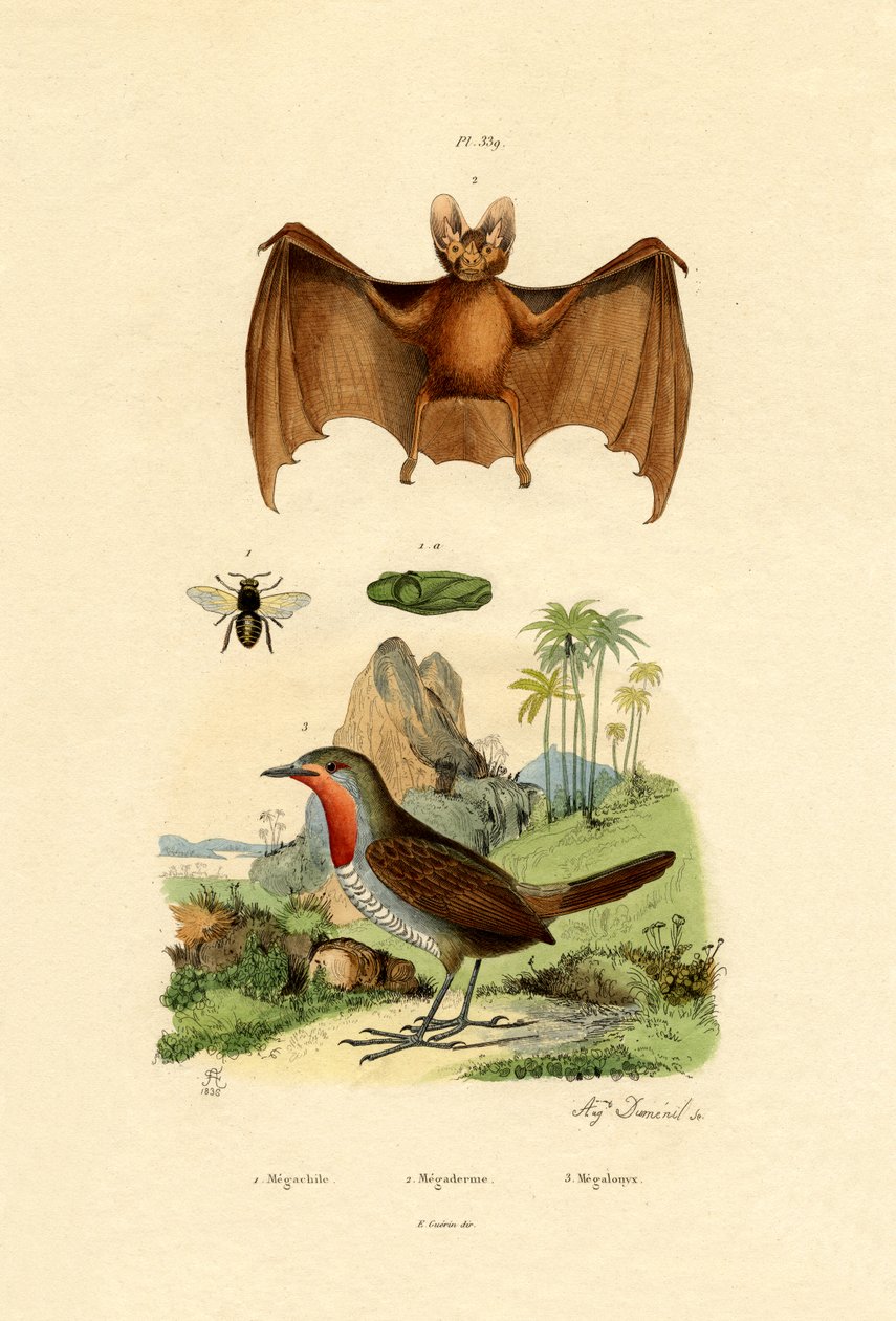 Levélvágó méhecske, 1833-39 alkotó: French School
