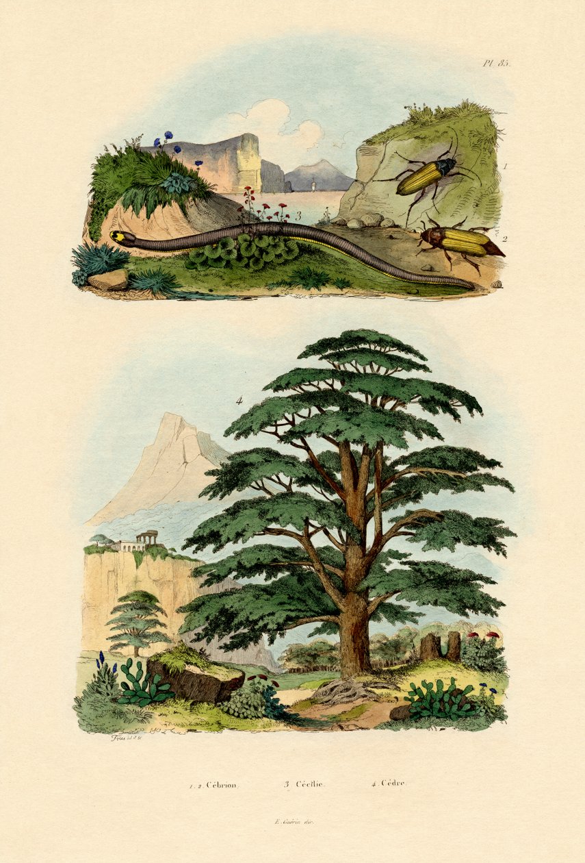 Libanoni cédrus, 1833-39 alkotó: French School