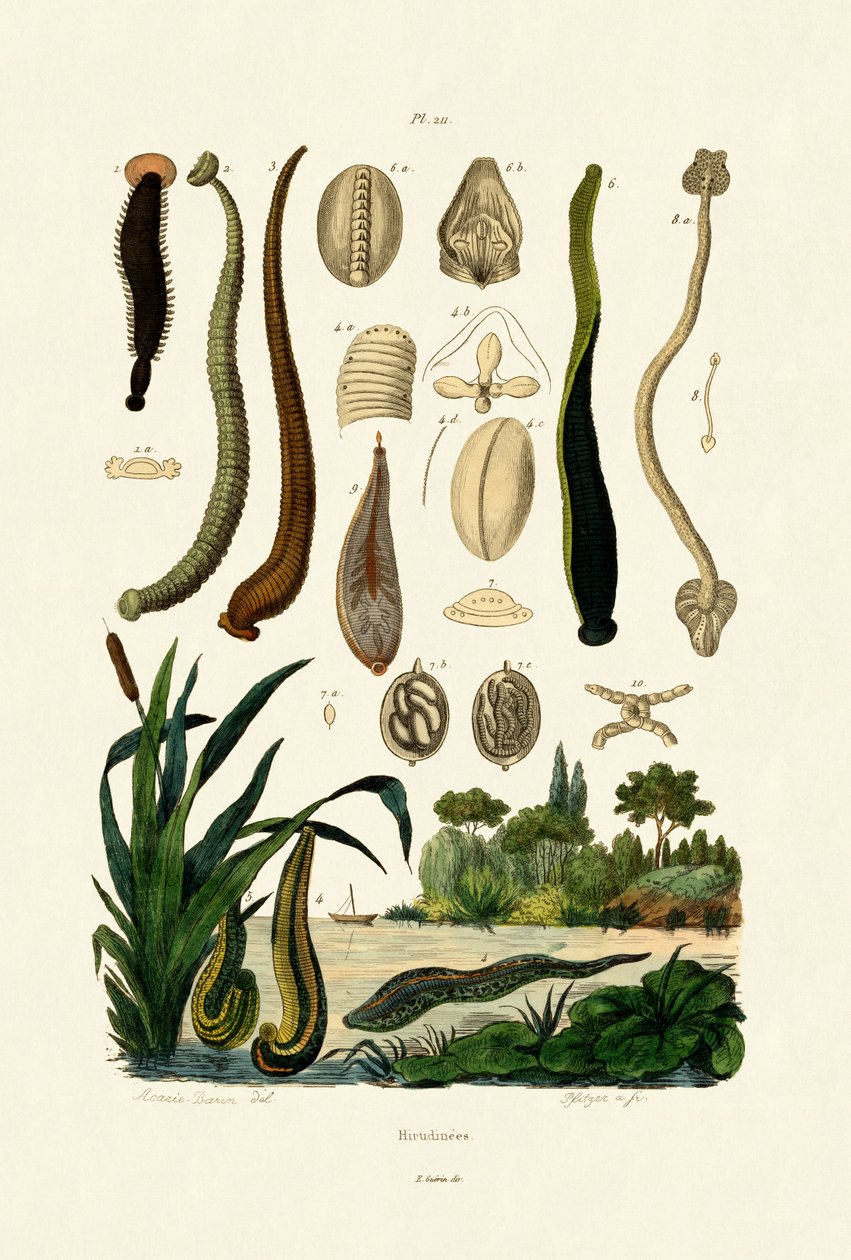 Pióca, 1833-39 alkotó: French School