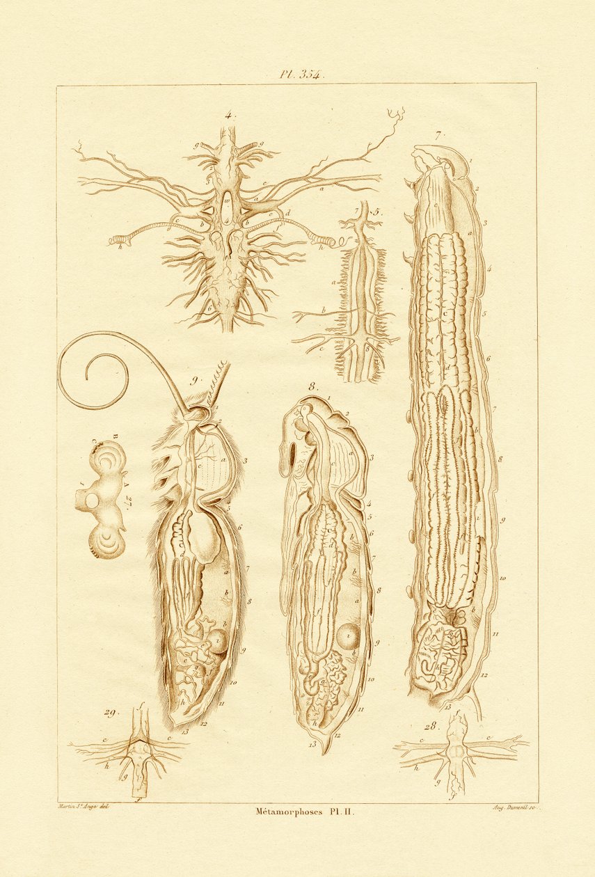 Metamorfózis, 1833-39 alkotó: French School