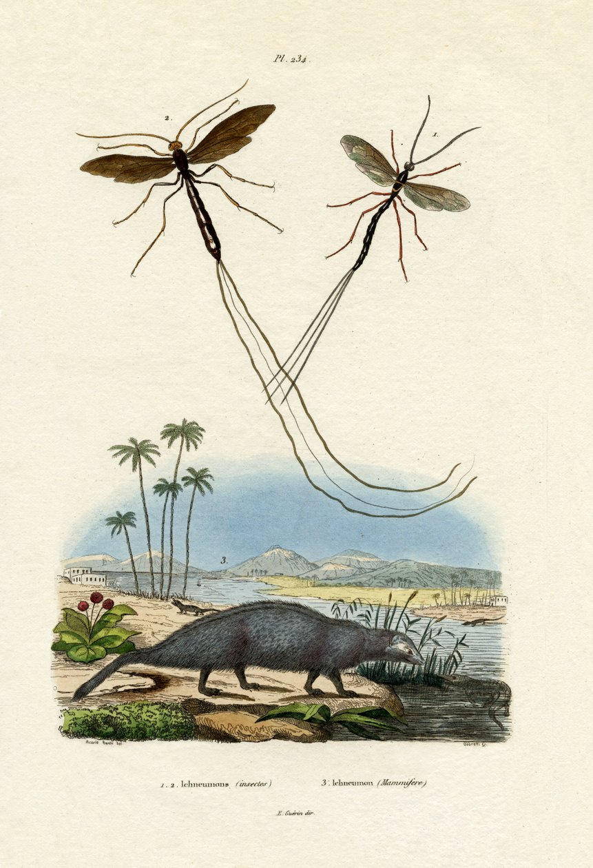 Mongoose, 1833-39 alkotó: French School