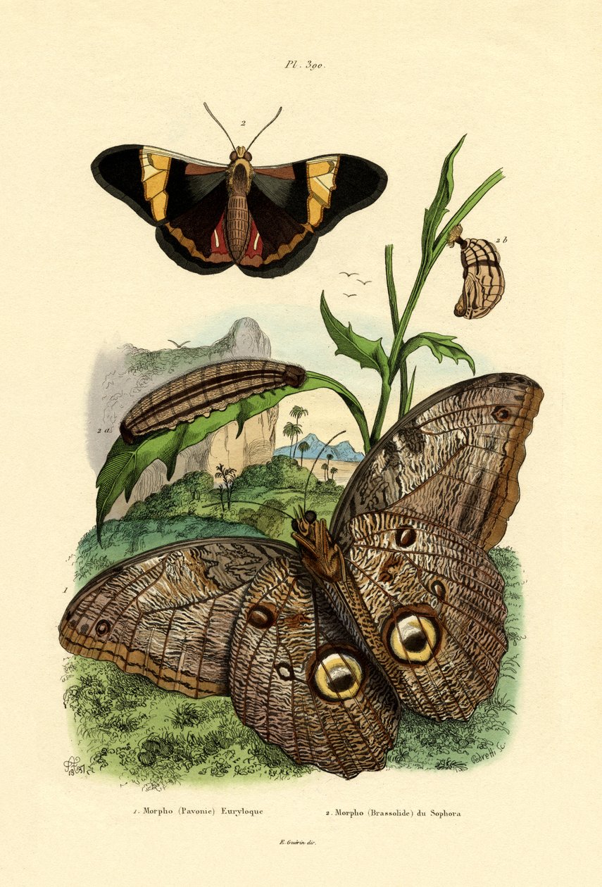 Morpho, 1833-39 alkotó: French School