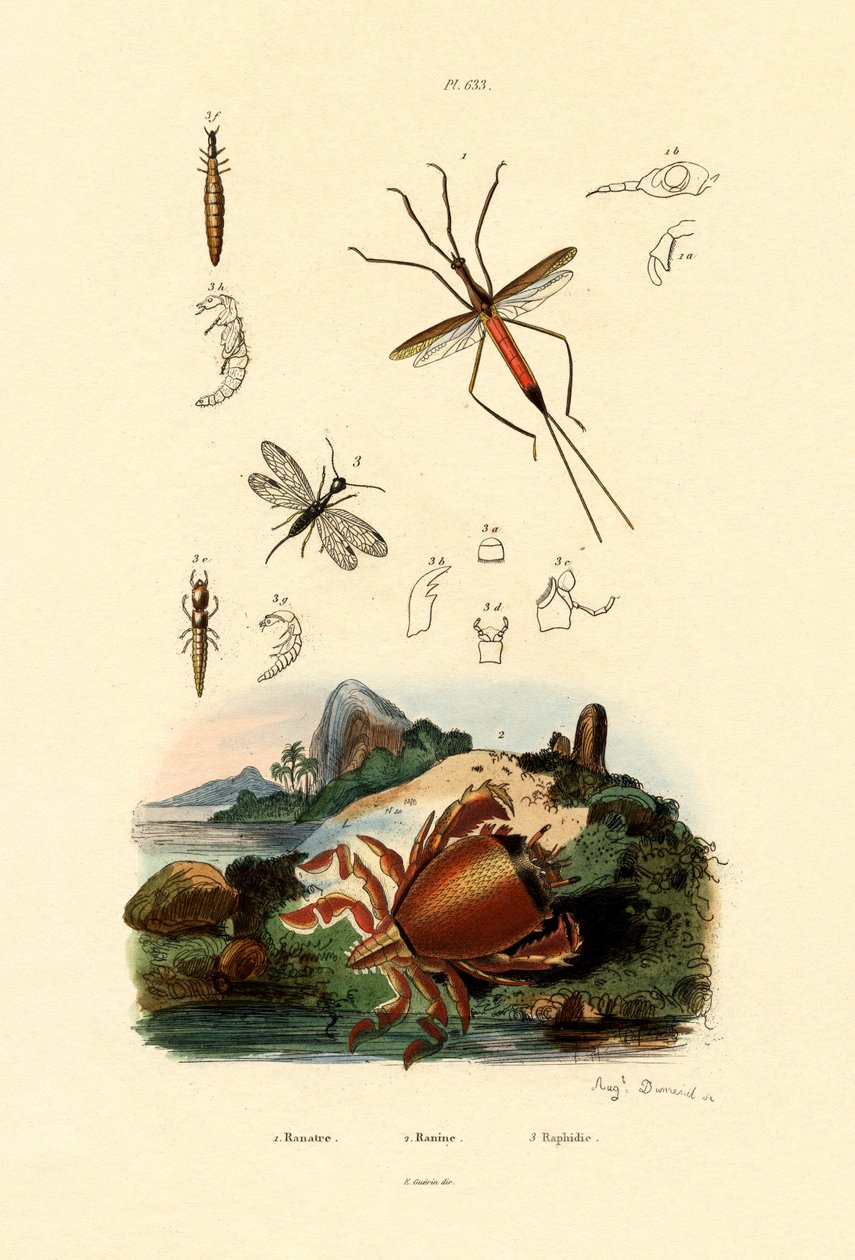 Tűpoloska, 1833-39 alkotó: French School