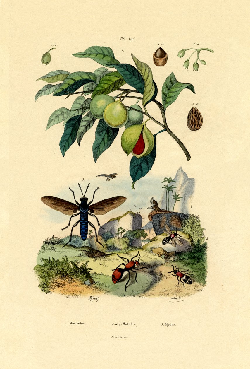 Szerecsendió, 1833-39 alkotó: French School
