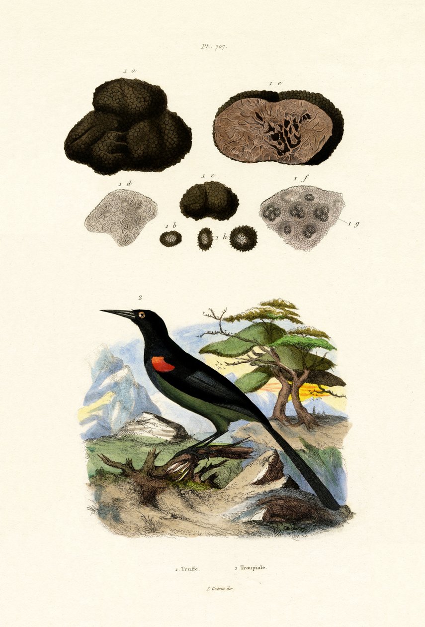 Oriole, 1833-39 alkotó: French School