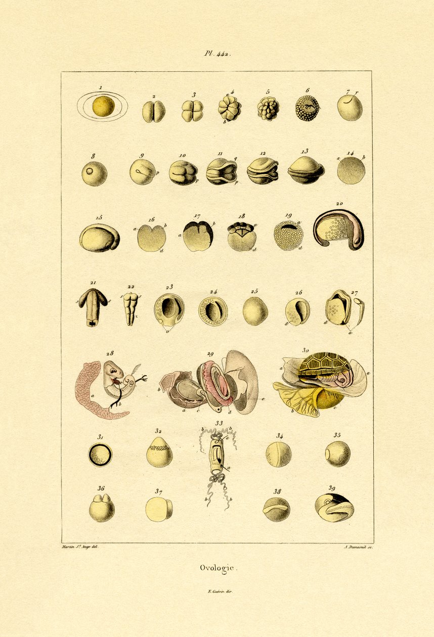 Ovológia, 1833-39 alkotó: French School