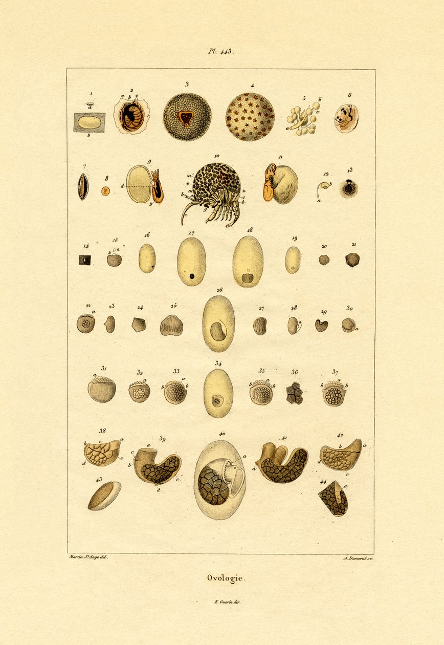 Ovológia, 1833-39 alkotó: French School