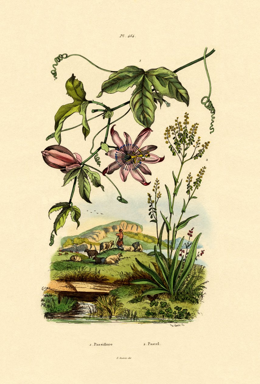 Passióvirág, 1833-39 alkotó: French School