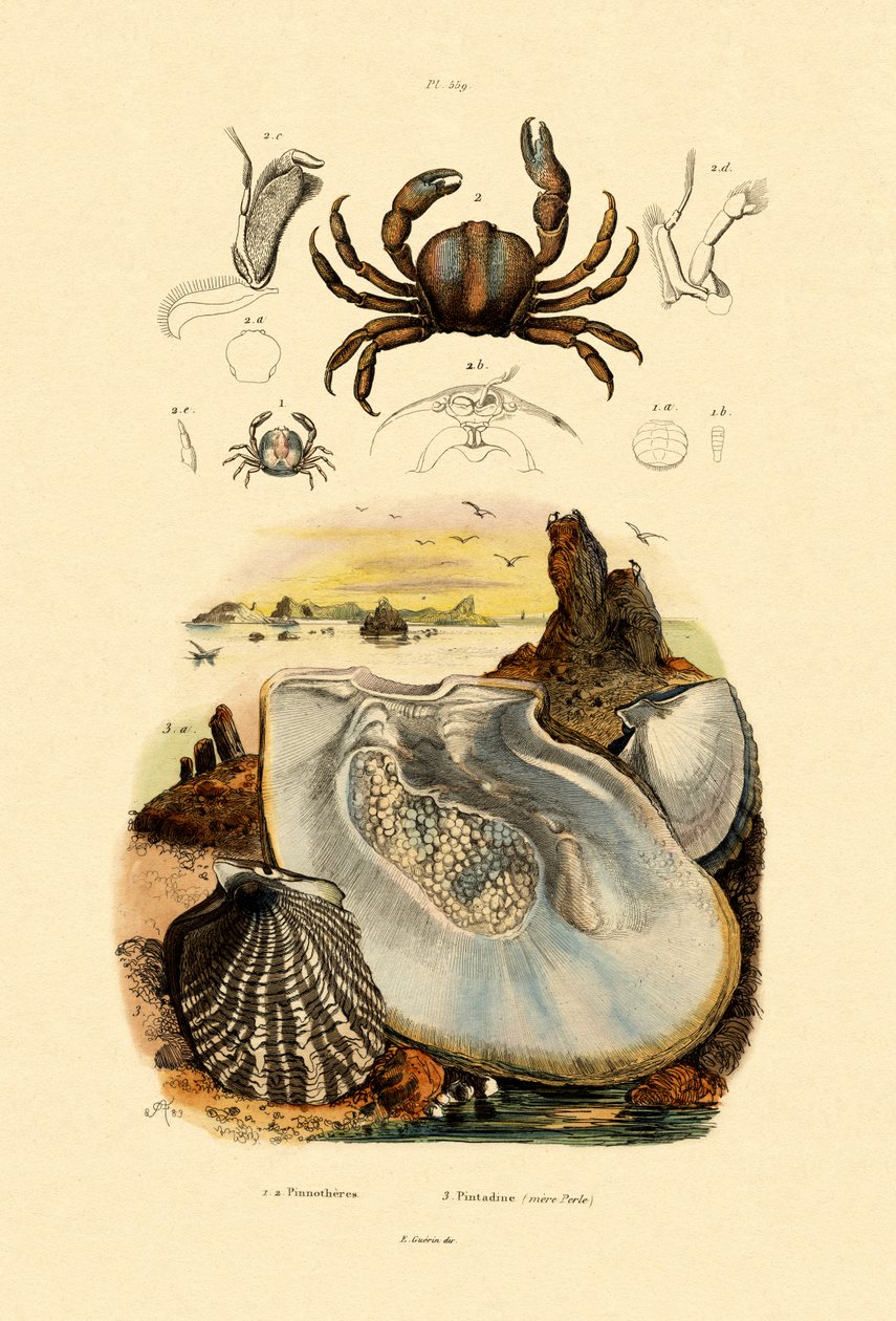 Pea Crab, 1833-39 alkotó: French School
