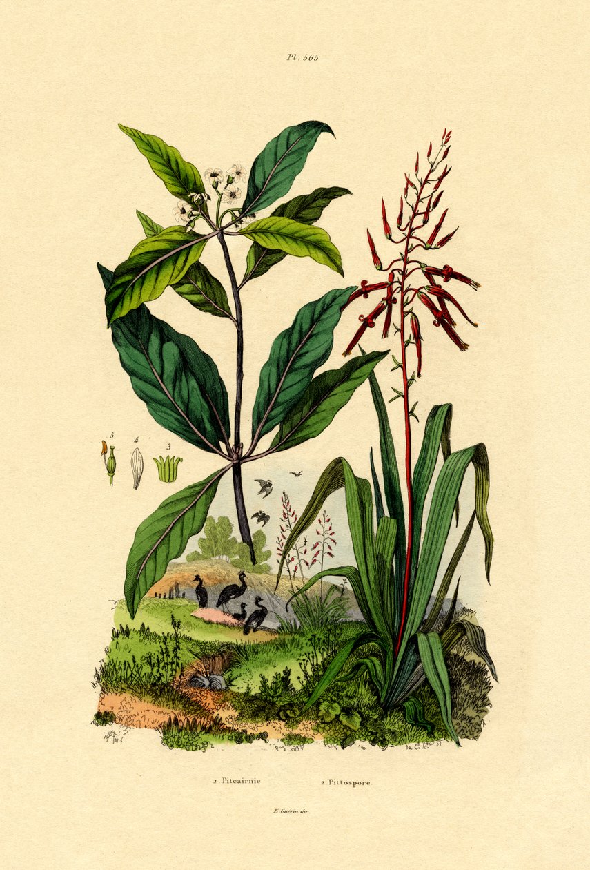 Pittosporum, 1833-39 alkotó: French School
