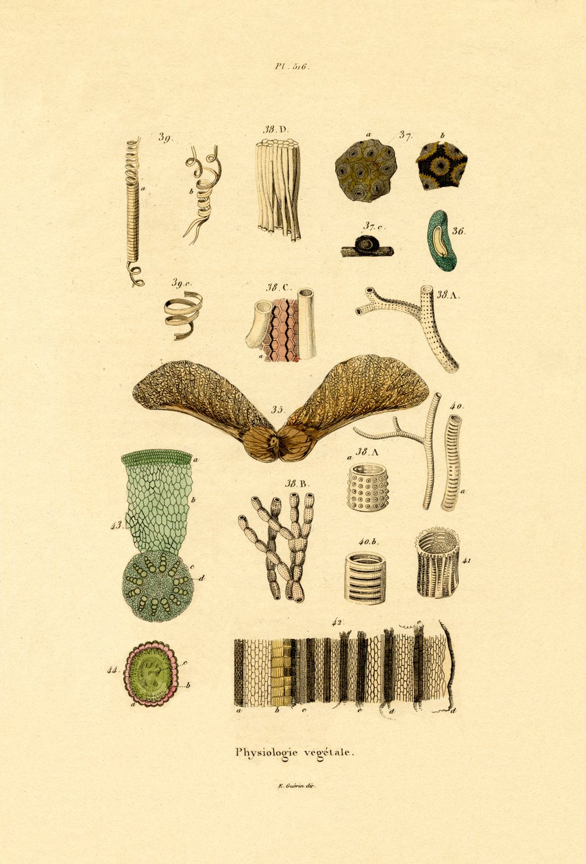 Növények, 1833-39 alkotó: French School
