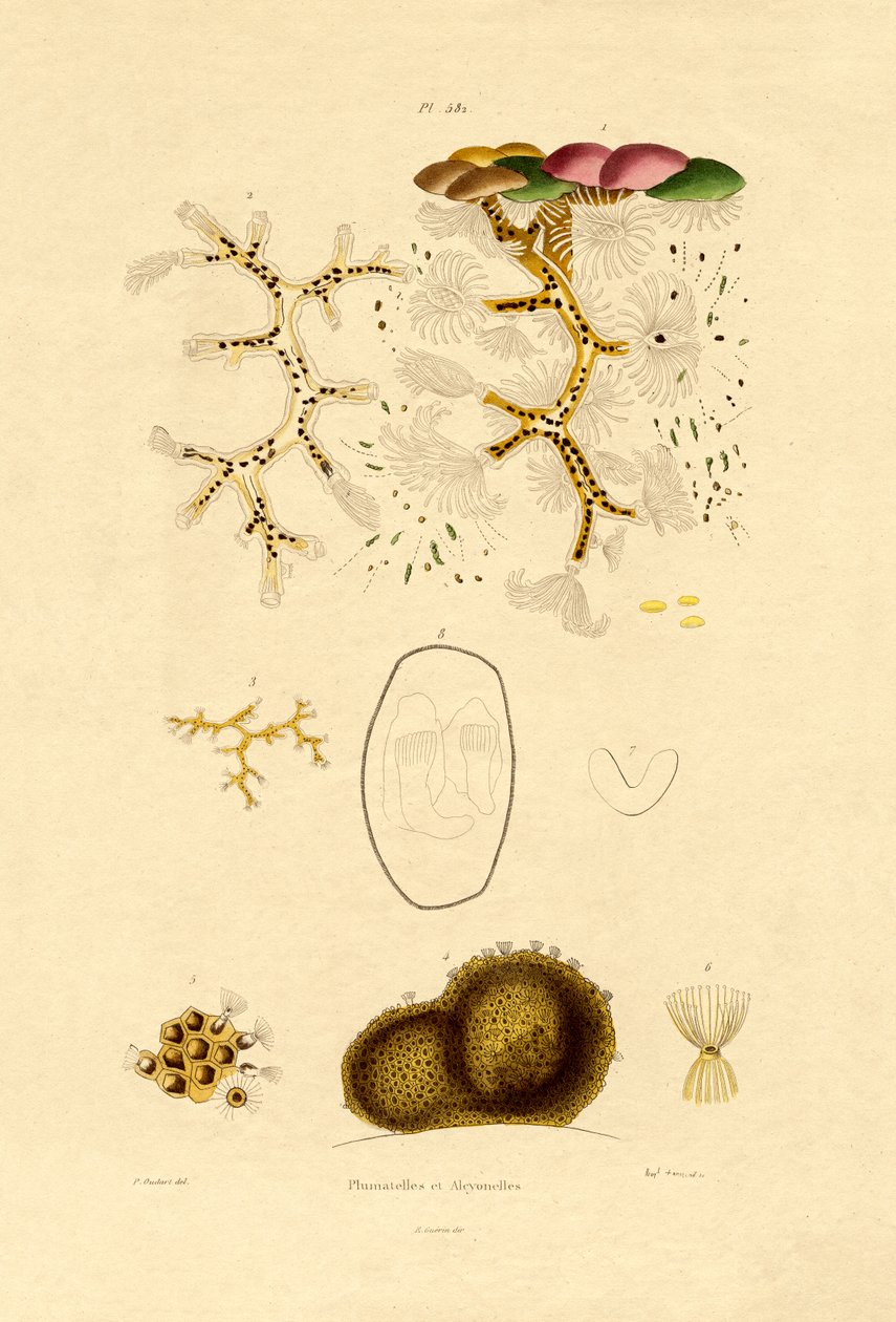 Polip, 1833-39 alkotó: French School