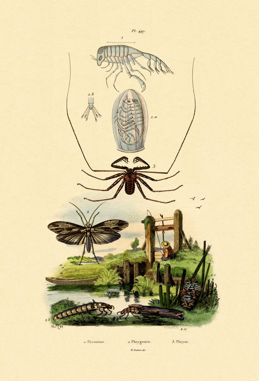 Babakocsi Bogár amphipod, 1833-39 alkotó: French School