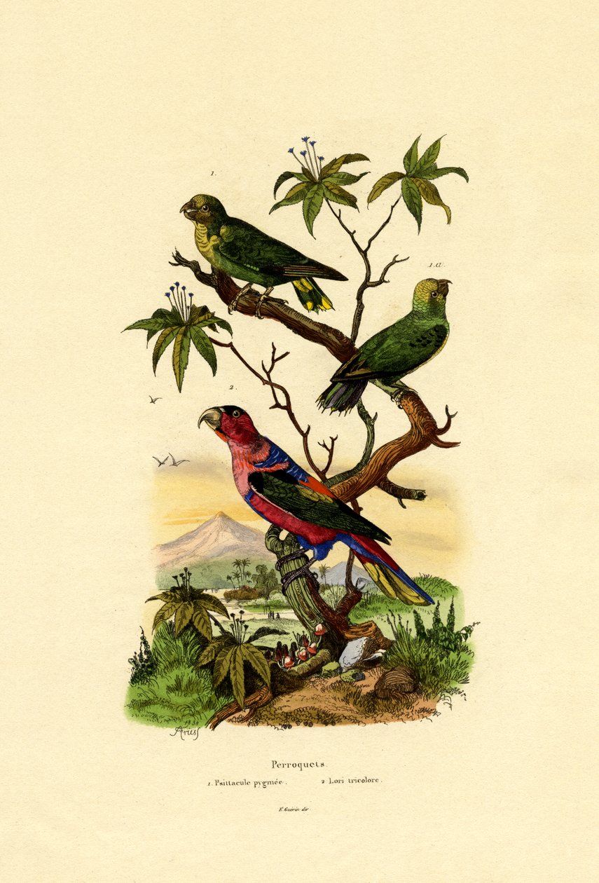Pigmeus papagáj, 1833-39 alkotó: French School