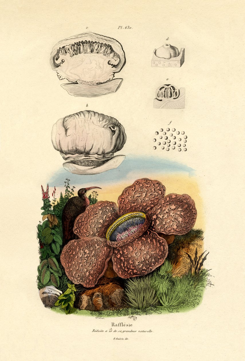 Rafflesia, 1833-39 alkotó: French School