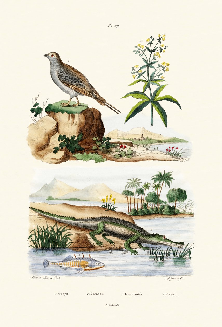 Sandgrouse, 1833-39 alkotó: French School