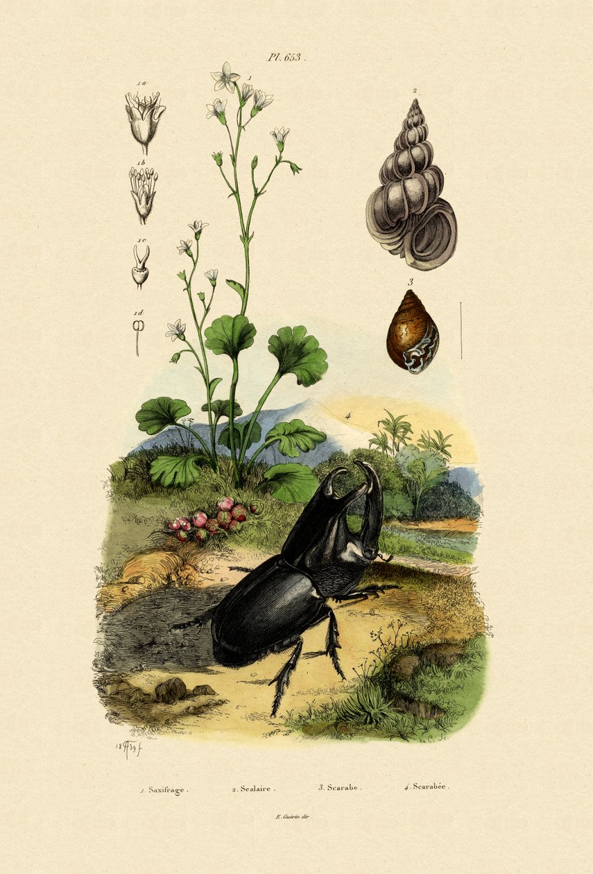 Szaxifrage, 1833-39 alkotó: French School