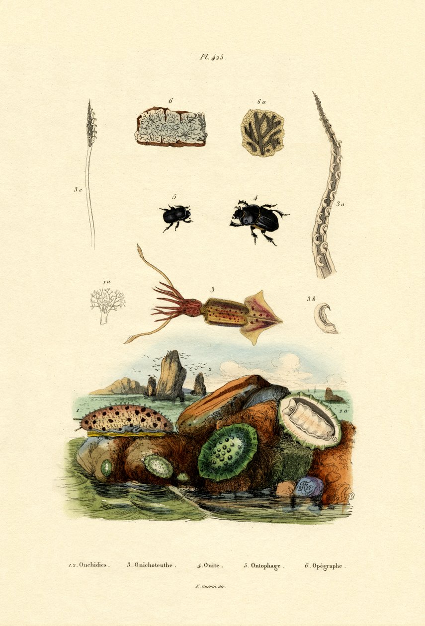 Tengeri csiga, 1833-39 alkotó: French School