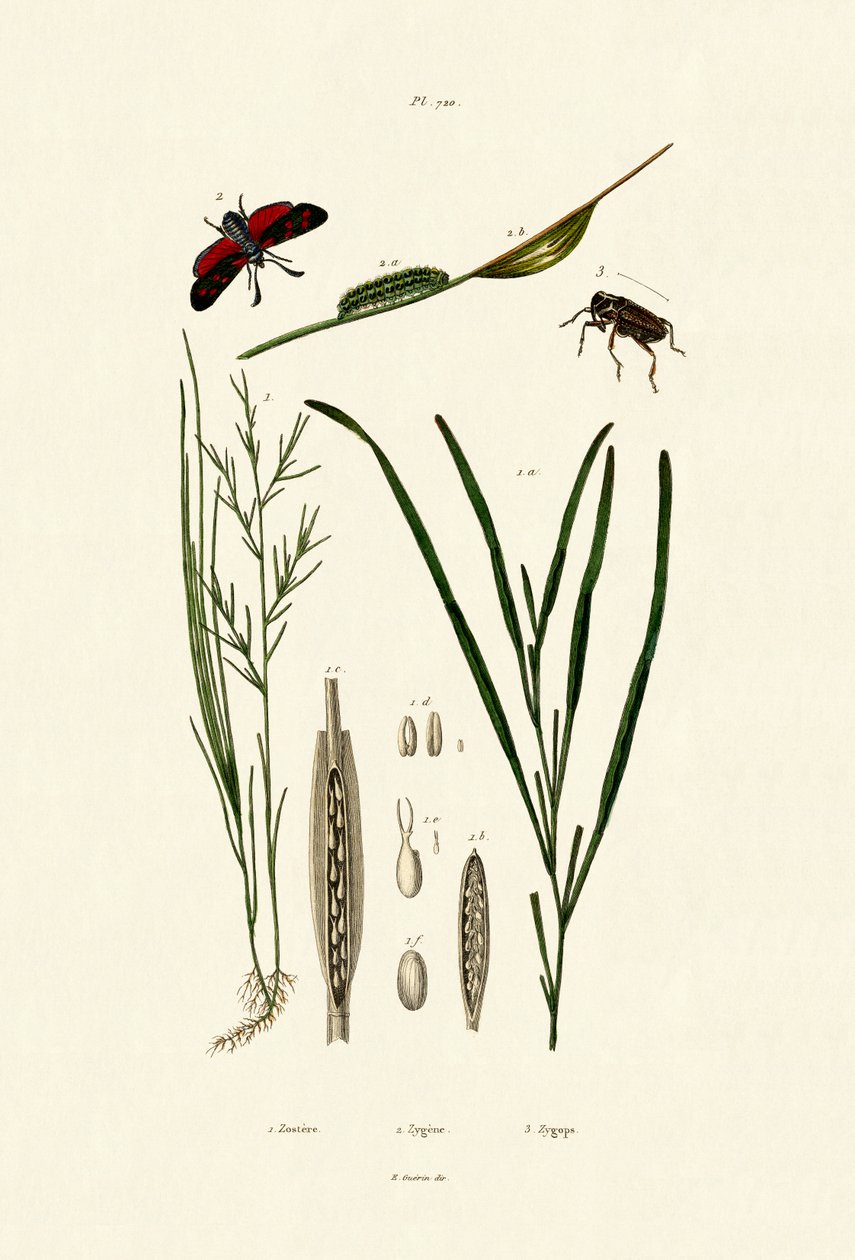 Tengeri fű, 1833-39 alkotó: French School